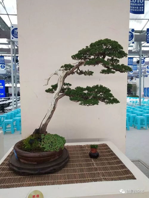 首屆中國(guó)如皋小微盆景實(shí)景展中的精品